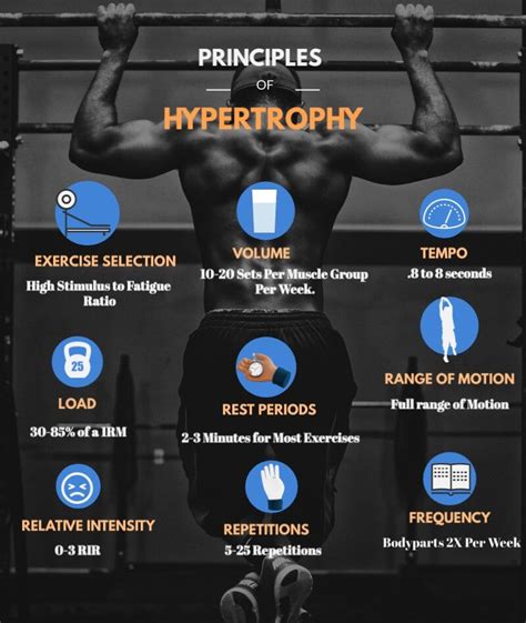 Muscle Hypertrophy: Understand the Mechanisms and Research - EVIDENCE ...