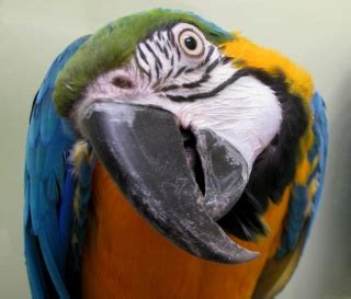 Psittacosis Information - Calgary Avian & Exotic Pet Clinic