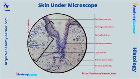 Human Skin Layers Microscope