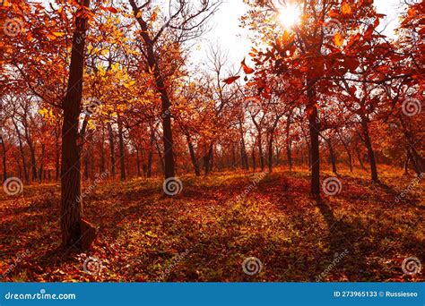 Red autumn forest stock image. Image of forest, beautiful - 273965133