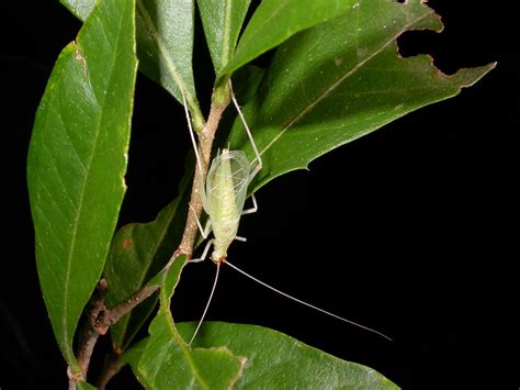 Snowy Tree Cricket Oecanthus Fultoni