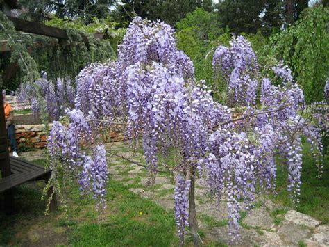 Wisteria Sinensis Purple Chinese Wisteria 8 Pot Hello Hello Plants