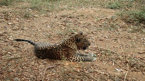 Leopard at Borivali National Park - India Travel Forum | IndiaMike.com