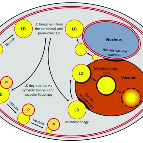 Pathways That Contribute To Lipid Droplet Homeostasis In Yeast Lipid