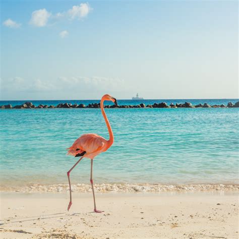 10 Tips for an Epic Day at Flamingo Beach Aruba - Rock a Little Travel