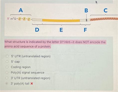 Solved What Structure Is Indicated By The Letter D Hint It Chegg