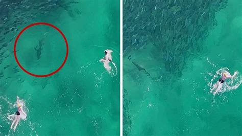 Bondi Shark Lurks Metres From Oblivious Swimmer In Bait Ball Au — Australia’s