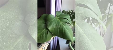 Монстера. Комнатное растение купить в Орехово-Зуево | Товары для дома и ...