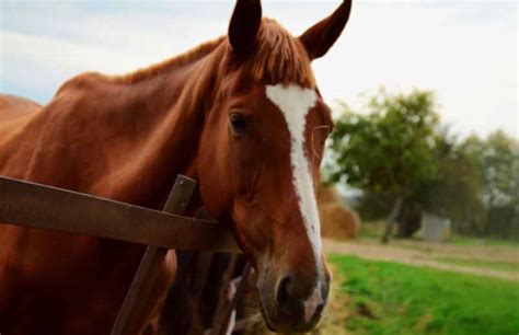 Combien Co Te Un Cheval En Entretien Par Mois Ce Que Vous Devez