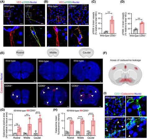 Cd Maintains Endothelial Barrier Function By Limiting The