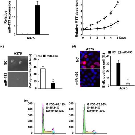 Upregulation Of Mir 493 Suppressed Human Melanoma Cell Proliferation