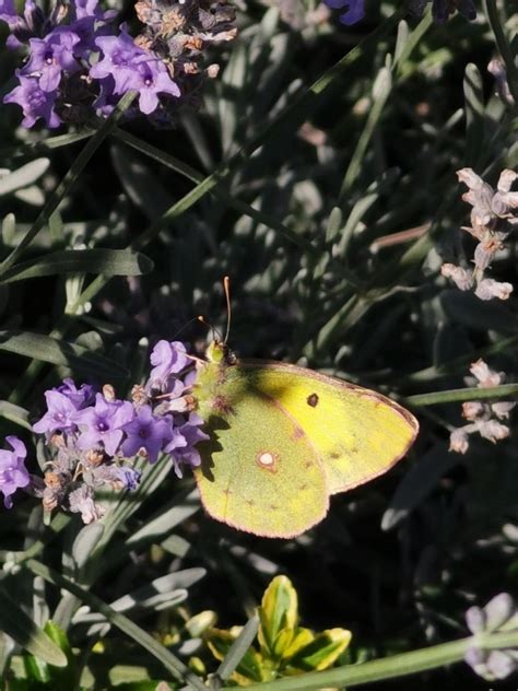 Colias Oriental Desde Tashkent City Tashkent City Uz El De Octubre