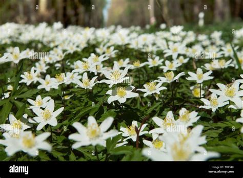 Holz Anemonen Anemone Nemorosa Auf Waldboden Fotos Und Bildmaterial