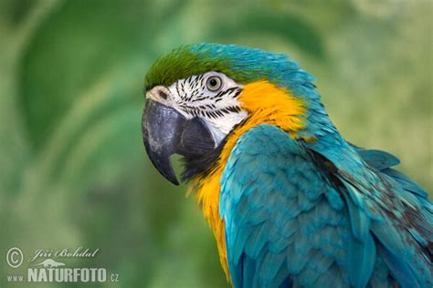 Ara Ararauna Pictures Blue And Yellow Macaw Images Nature Wildlife