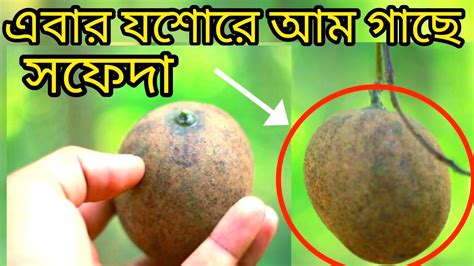 আম গাছে সফেদা এবার যশোরে😱 বিষ্ময়কর ঘটনাআম গাছে ঝুলছে সফেদা ফল