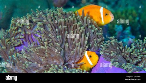 Blackfinned Anemonefish Amphiprion Nigripes Magnificent Sea Anemone