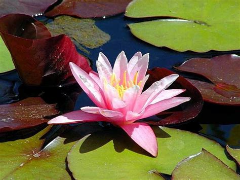 Free Picture Waterlily Lilies Flower