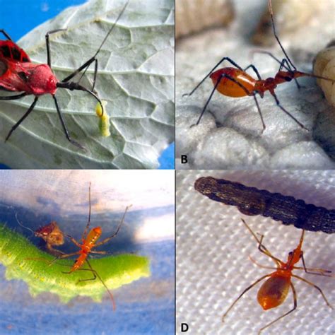 Biological Parameters Of Sycanus Falleni Stal Reared By Four Different