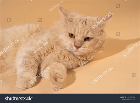 Action Cat On Nude Pastel Background Stock Photo 1669782430 Shutterstock