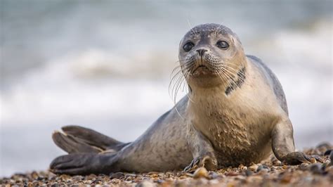 Hd Wallpaper Seal Baby Seal Harbor Seal Mammal Wildlife Marine Mammal