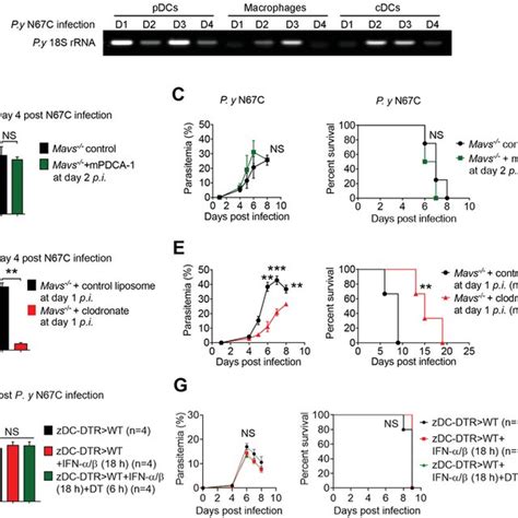 Cgas Sting Interact With Myd And Trigger Mapk P Dependent Il