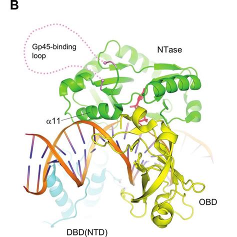 A Hypothetical Model Of The T4 Ligase Gp45 Dna Ternary Complex