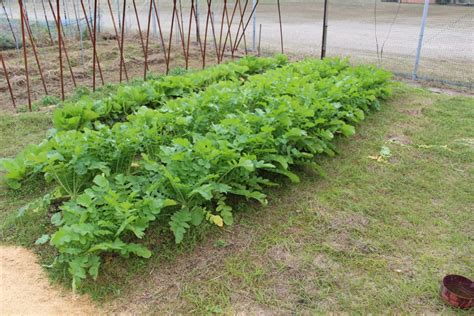 我が家の家庭菜園も自然農法（無農薬・無肥料） 北村広紀の自然栽培米