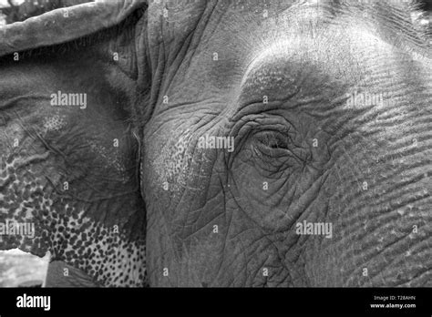 Textura De Elefante Schwarzwei Stockfotos Und Bilder Alamy