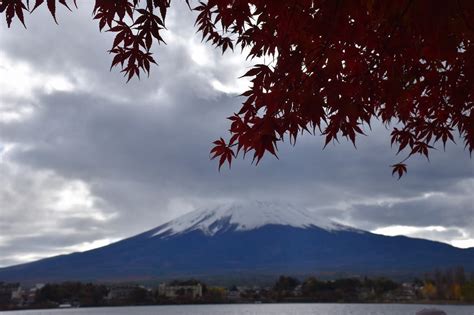 もみじ狩り 山梨県南都留郡富士河口湖町 第25回富士河口湖町紅葉まつり5産屋ヶ崎から河口湖美術館芝生広場 花を探して ぶらり 一人旅