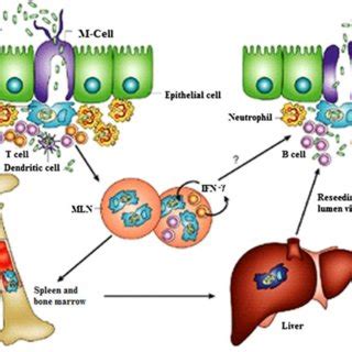 Schematic Representation Of Immune Cell Interactions In Salmonella