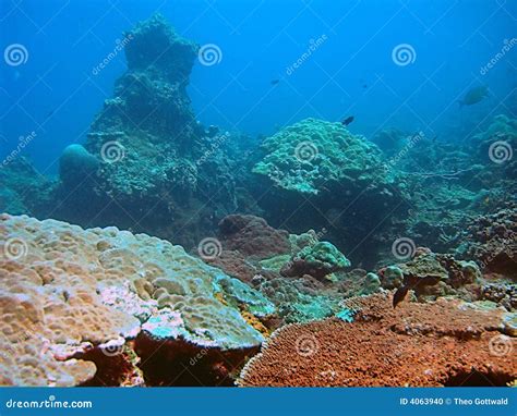 Coral reef in blue sea stock photo. Image of beauty, fish - 4063940