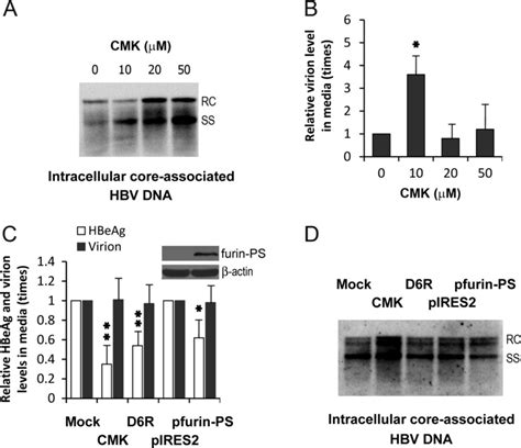 The Influences Of Furin Suppression On Hbv Replication Hepg2215 Download Scientific Diagram