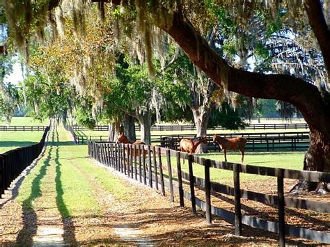 Winding Oaks Farm Ocala Ocala Florida Florida Farms Horse Farms