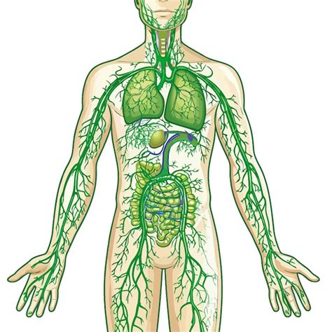 Premium Vector Lymphatic System Vector Illustration