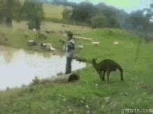 Funny Kangaroo GIFs | Tenor