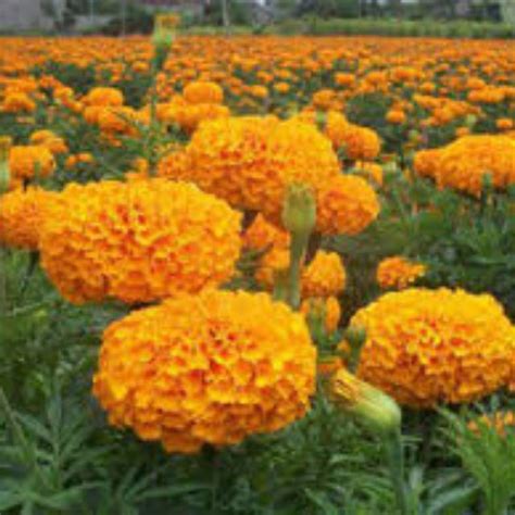 Jual Marigold Keningkir Shopee Indonesia