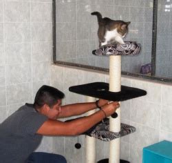 Purr Project Simona On The New Cat Tree Purr Project