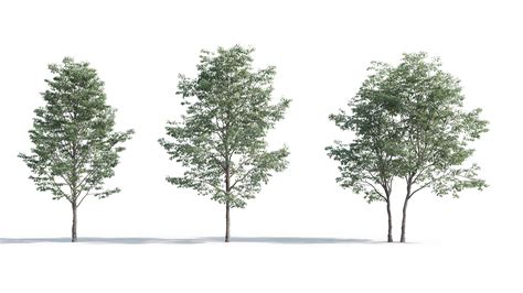 Tree Sketchup Model Free Download ~ 48 3d Trees For Sketchup Bodenowasude