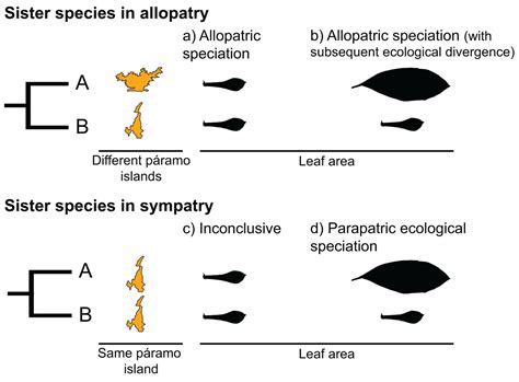 Allopatric Speciation