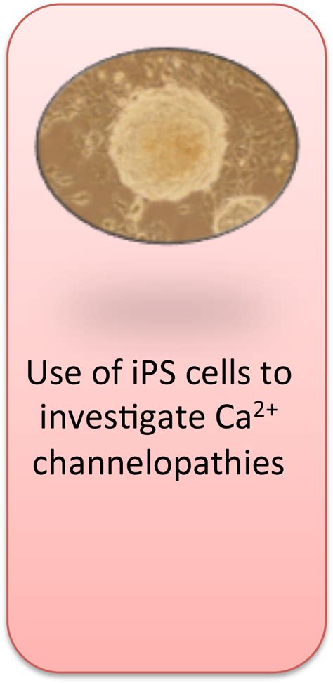 Research Areas