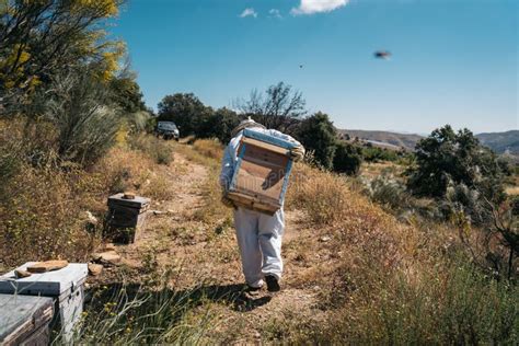 Beekeepers Working To Collect Honey Organic Beekeeping Concept Stock