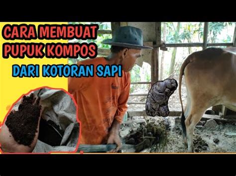 Cara Membuat Pupuk Kompos Dari Kotoran Sapi Youtube