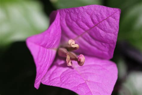 Fotos gratis hoja púrpura pétalo botánica rosado flora flor