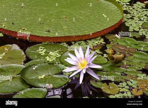 small water lily  res stock photography  images alamy