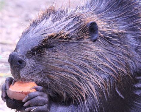 Beaver eating stock photo. Image of nostrils, hold, bearazona - 32314960