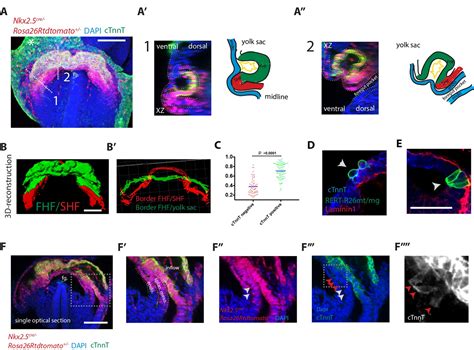 Live Imaging Of Heart Tube Development In Mouse Reveals Alternating