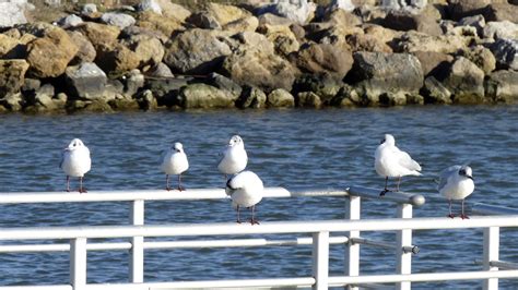 Birds Sea Seagull Laughing - Free photo on Pixabay