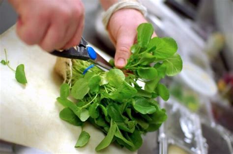 Cresson un légume feuilles aux atouts nutritionnels