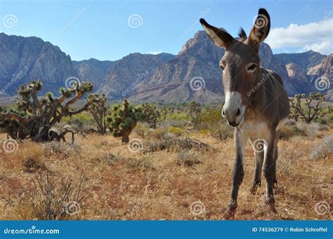 Wild Burro In The Nevada Desert Stock Image Image Of Animal Donkey