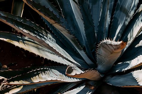 How do you take care of an Agave plant?